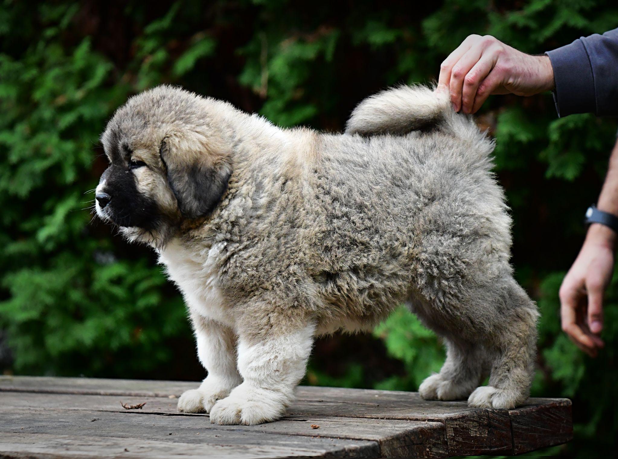 Criadero Pastor del Cáucaso Gibracan