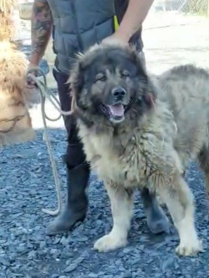 Criadero Pastor del Cáucaso Gibracan