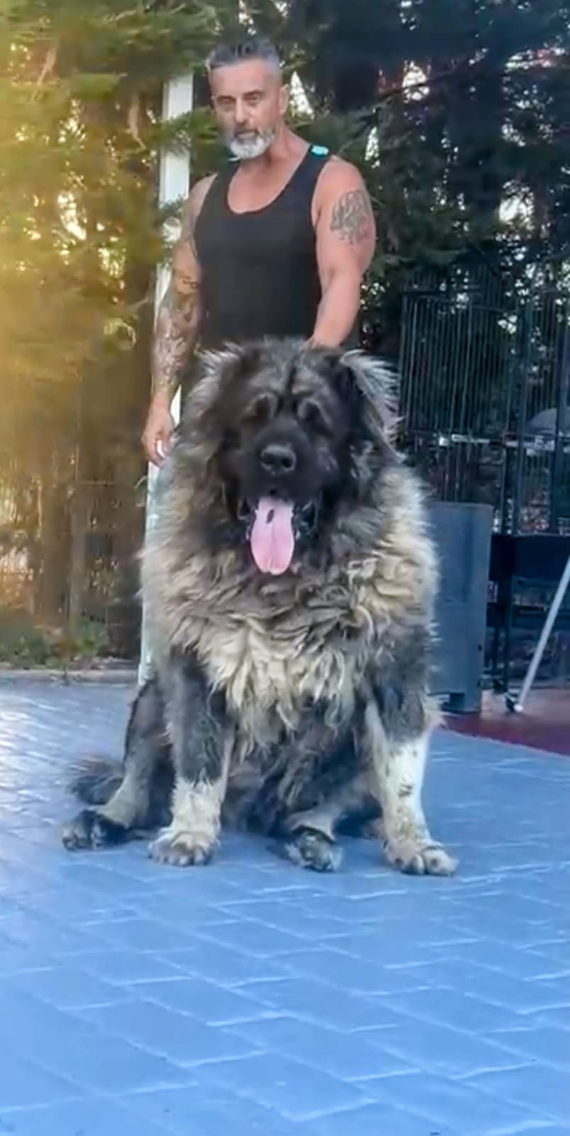 Criadero Pastor del Cáucaso Gibracan