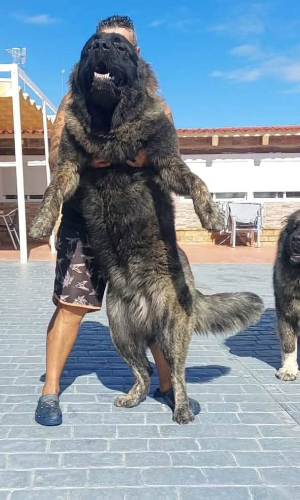 Criadero Pastor del Cáucaso Gibracan