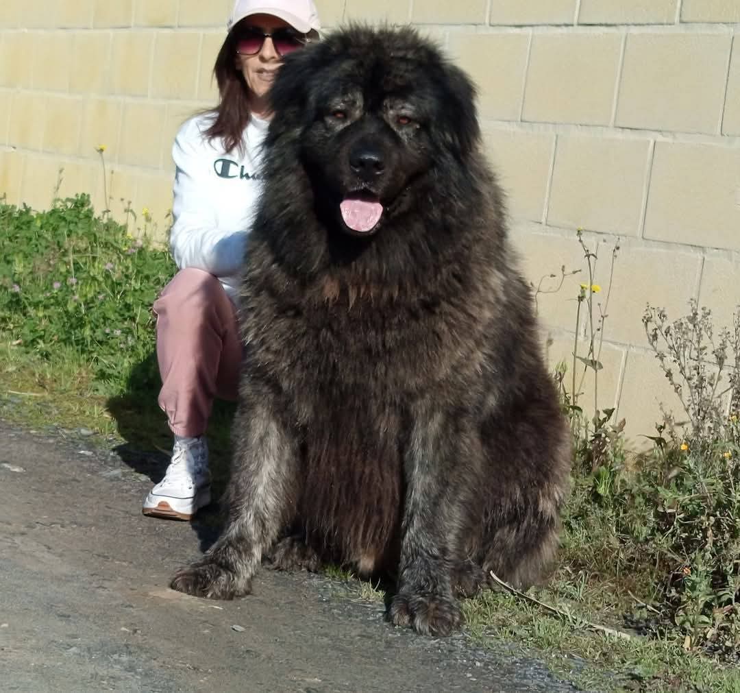 Criadero Pastor del Cáucaso Gibracan