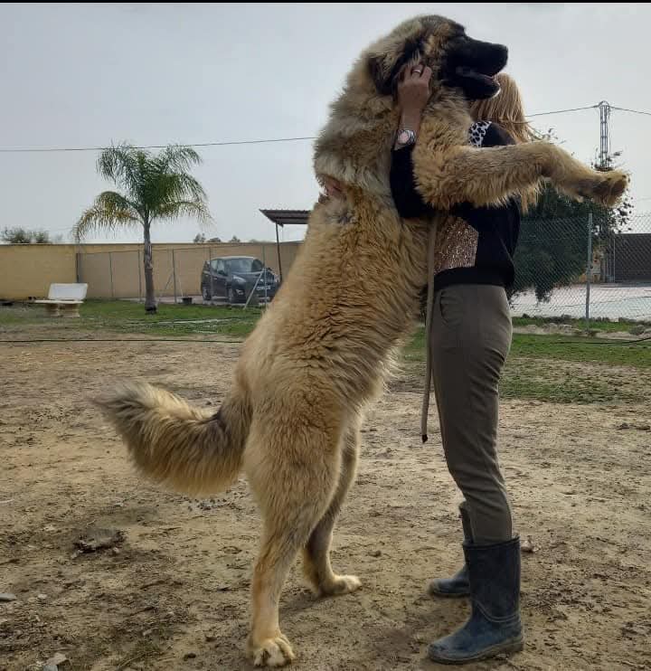 Criadero Pastor del Cáucaso Gibracan