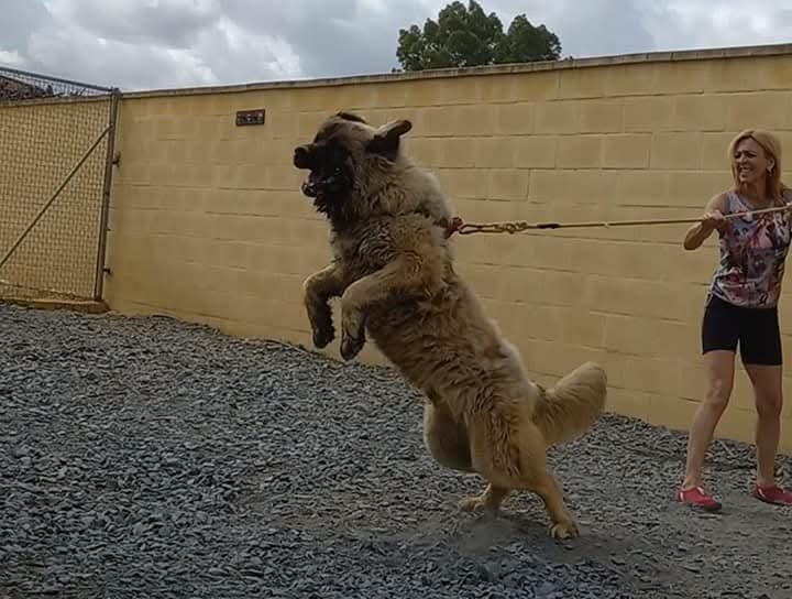 Criadero Pastor del Cáucaso Gibracan